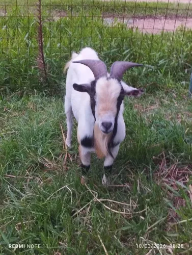 Mini Cabrito $2.000