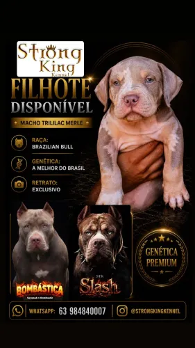 Filhote Brazilian Bull (PitMonster)