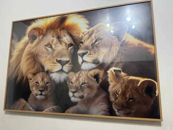 VENDO QUADRO DE LEÕES GRANDE