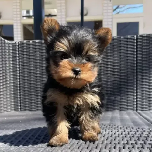 Baby yorkshire saudavel de pelagem densa e otima genetica selecionada