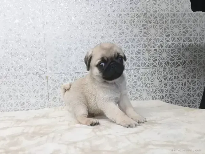 Filhotinhos pug super dóceis e de linhagem selecionada para casa