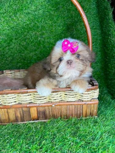 Lindos shihtzu mini 