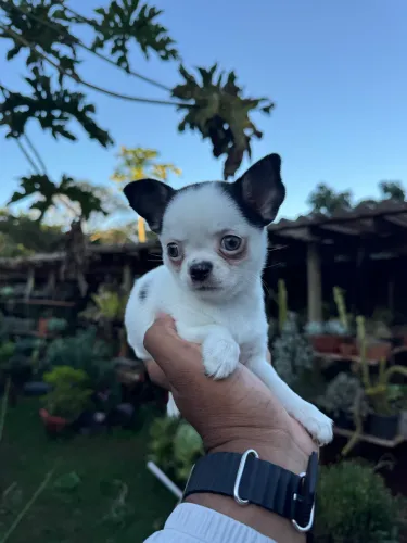 Chihuahua fêmea mini 