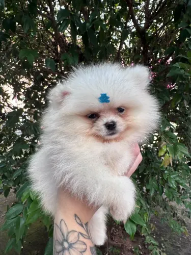 Lulu da Pomerânia