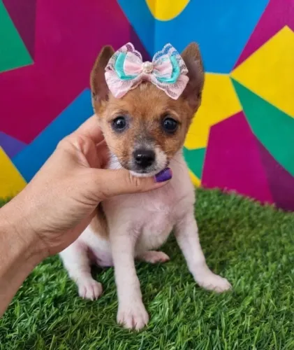 Leve Alegria Para Casa Pinscher Fêmea