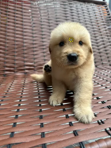 Golden retriever
