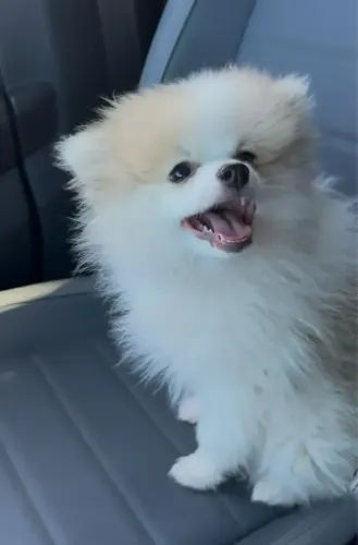 lulu da pomerania castrada para doação!