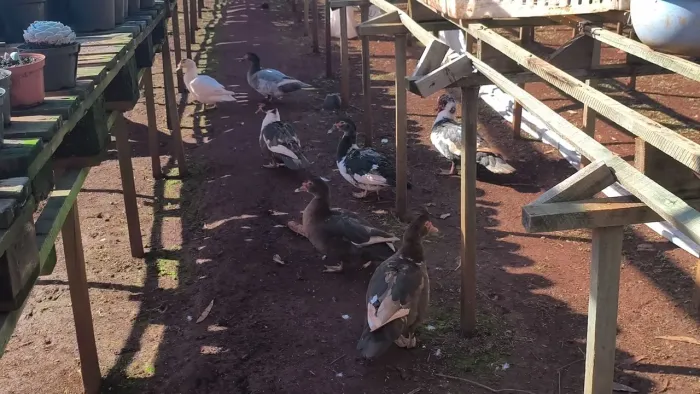 Vendo lote de patos cores raras!