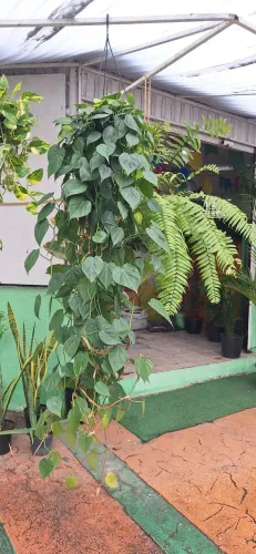 Planta filodendro verde (enorme)
