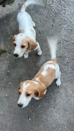Cachorro da raça Beagle