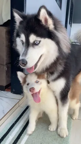Husky wooly pelagem longa amor e carinho parcelo u