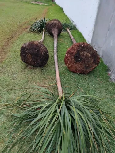 3 patas de elefante 4 metros altura