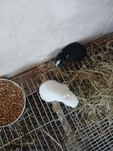 Mini Coelhos Nethelard