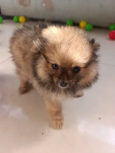 Lulu da Pomerânia fêmea pai e mãe pequenos 