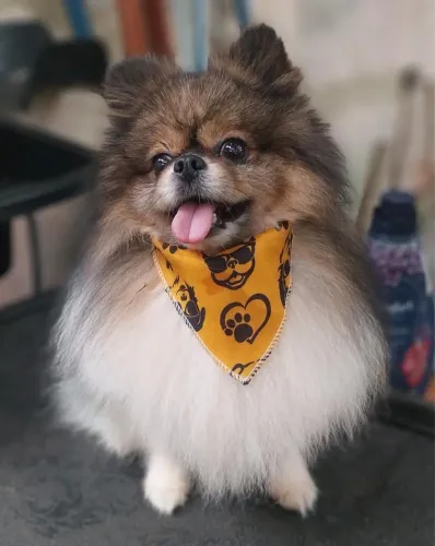 Namoro Lulu