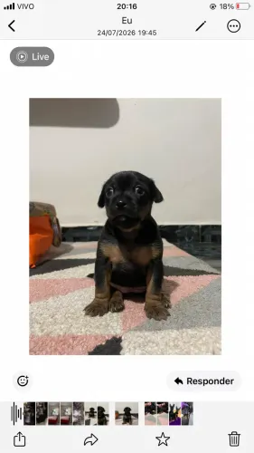 Pinscher