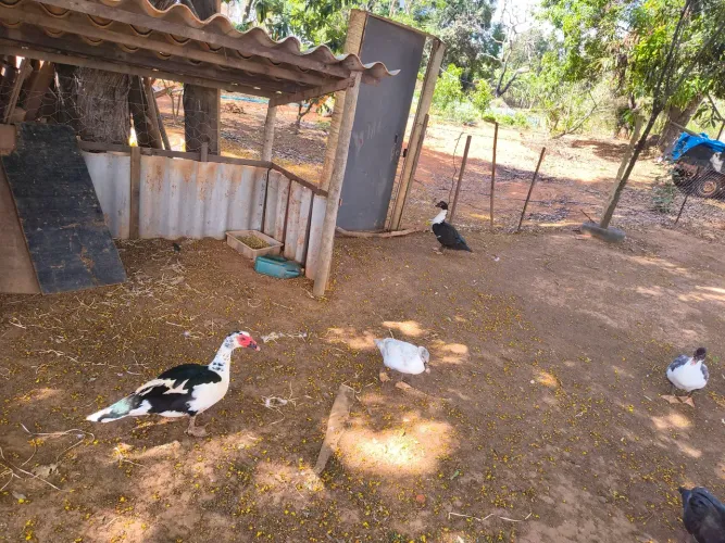 Vende se patos