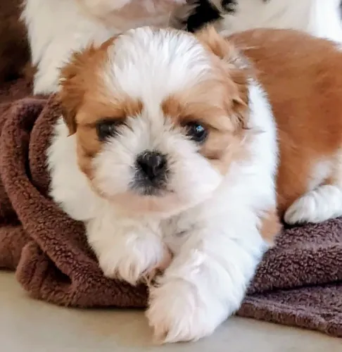 Shih tzu
