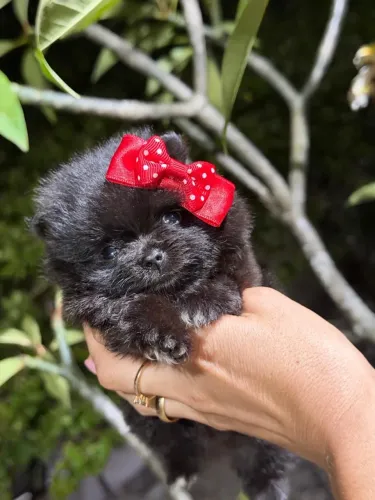 Fêmeas & Machos Disponíveis ? Lulu da Pomerânea Anão