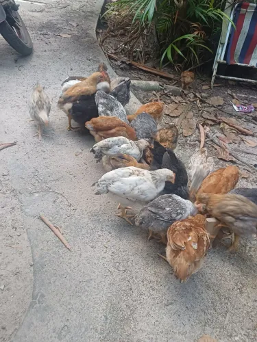Venda de Galinha Caipira.