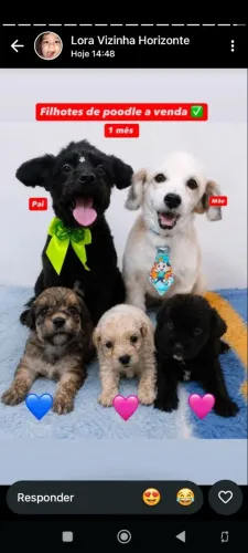 Cachorros