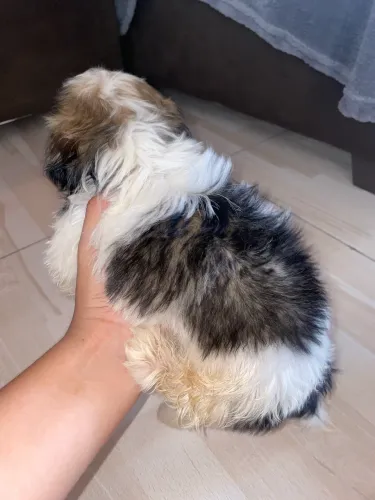 Vendo shihtzu