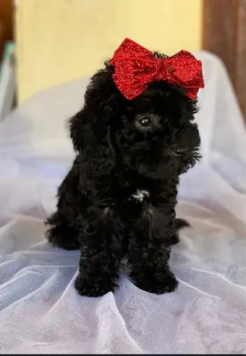 Lhasa Apso fêmea