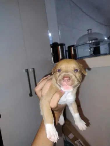 Cachorra da raça Pitbull para vender ligeiro 300 reais 