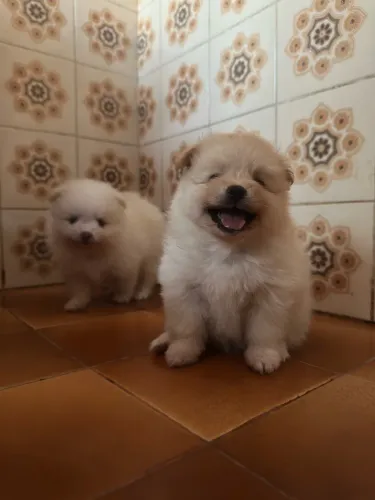 Lulu da Pomerania 