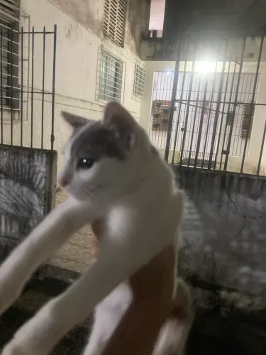 Gato para doação/adoção urgente 