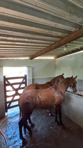 Cavalo 3,000
