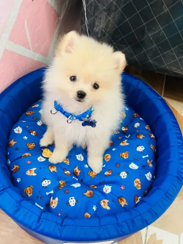 Filhote Lulu da Pomerania oportunidade garanta ja!