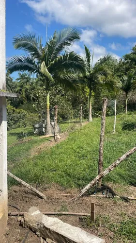 Palmeira Real tamanhos variáveis