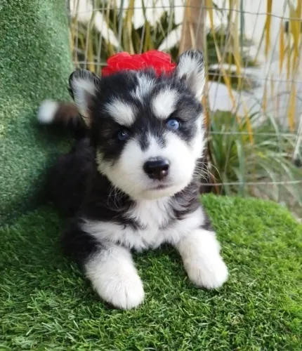 Husky Siberiano filhotes 