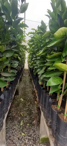 Mudas de Laranja e Manga de Enxerto 
