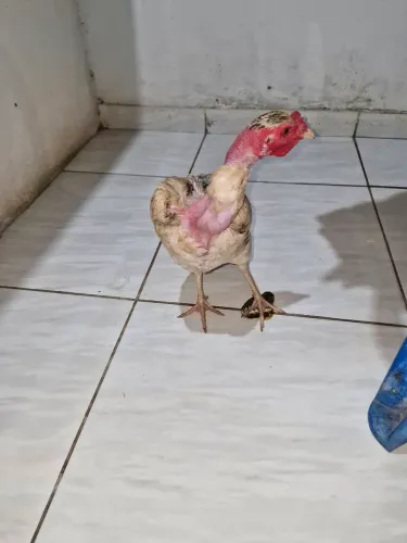 Vende se galinha polaca sura