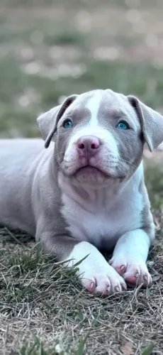 Lindos filhotes de american bully 
