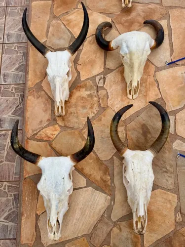 Crânio/cabeça de boi para decoração