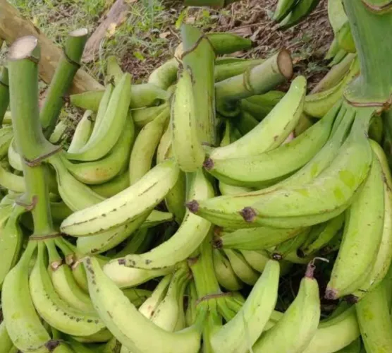 Filho de banana pacovan