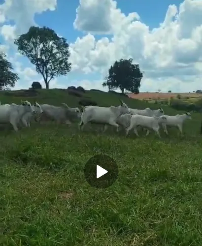 12 Vacas Nelores paridas