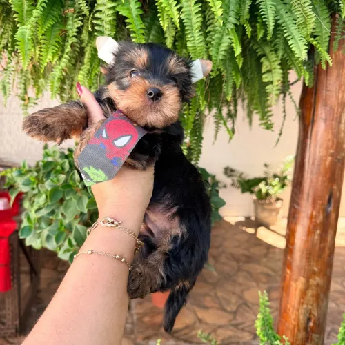 Yorkshire Terrier 