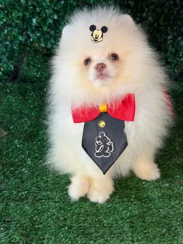 Lulu da pomerania 