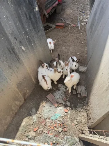 Coelhos de 6 meses