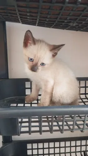 Gatinho para adoção 