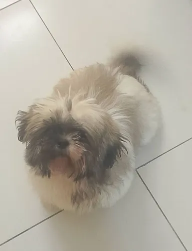 Shih Tzu Fêmea 5 meses