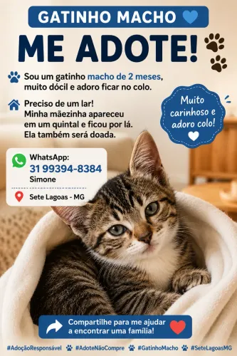 Gatinho  filhote 2 meses  - em 7 Lagoas 