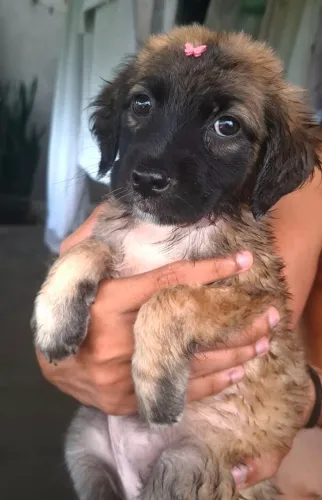 lindos filhotes adoção responsável!