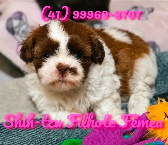 Cachorrinha Shih-tzu Fêmea 