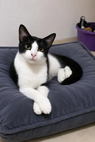 Gato para adoção