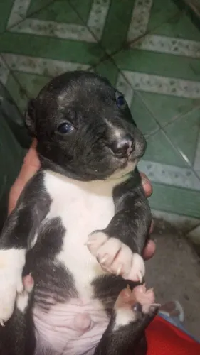 Vende-se Pitmonster 